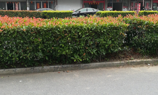 中国红婚礼会馆(石庄店)